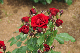 image0315