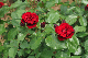 image0316