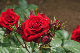 image0321