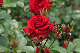 image0322