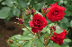 image0323