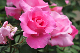 image0325