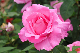 image0326