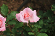 image0329