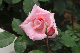 image0331