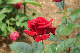 image0335