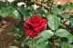 image0336
