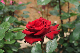 image0337