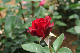image0338