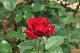 image0339