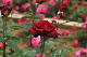image0340