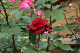 image0341