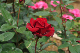 image0342