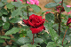 image0343