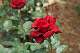 image0344