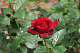 image0345