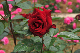 image0346