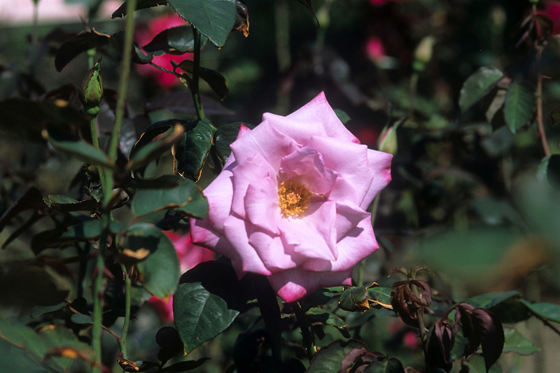 image0049