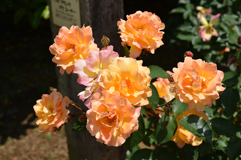 image0155