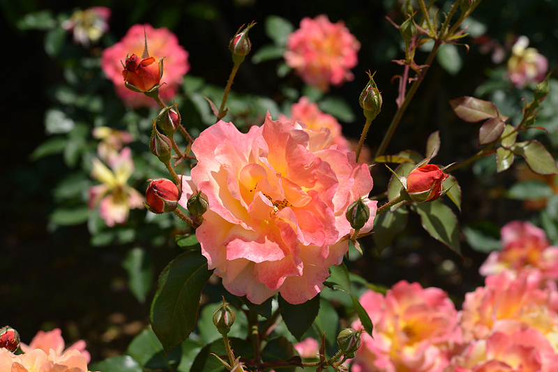 image0156