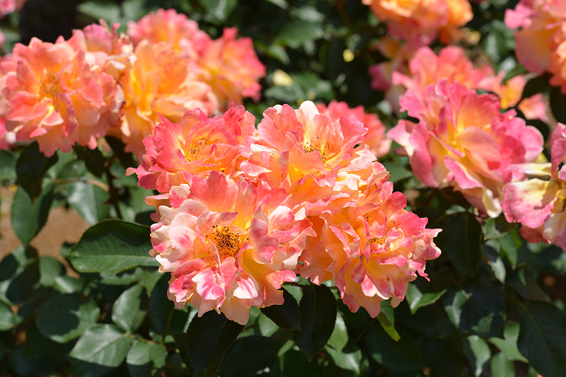 image0157