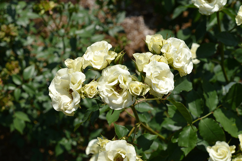 image0158