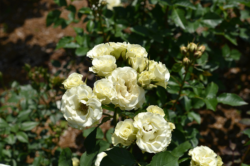 image0159