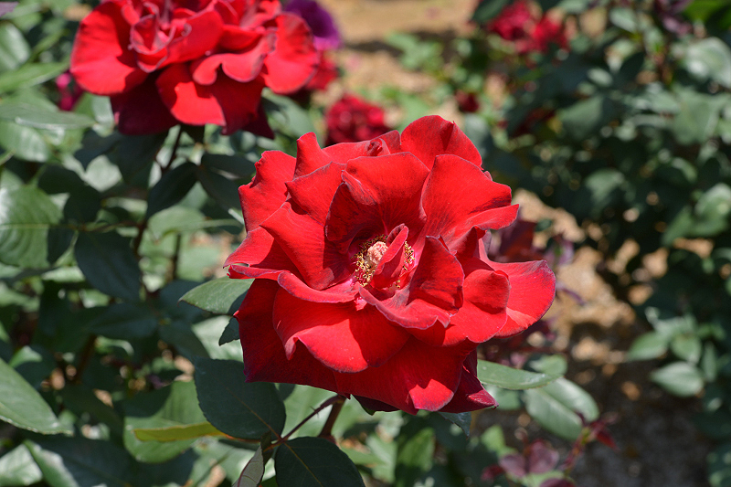 image0162