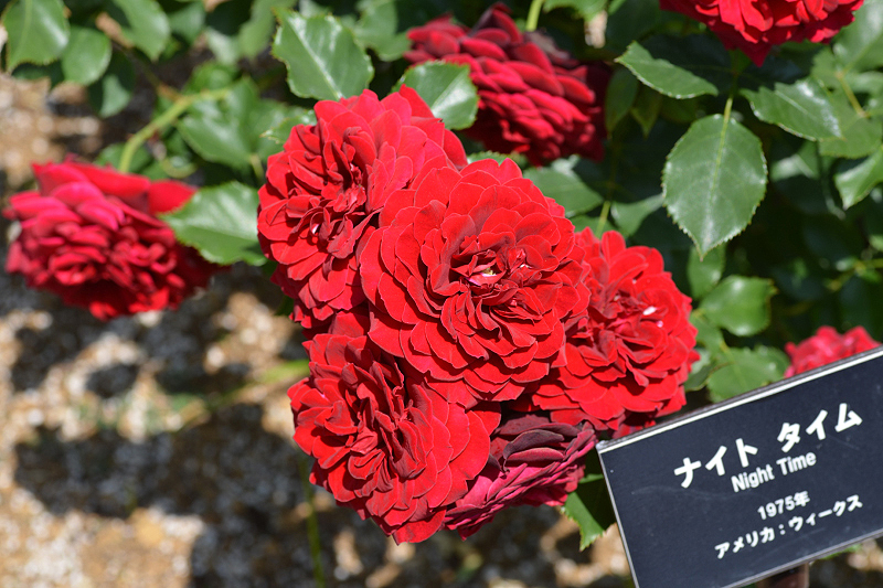 image0167