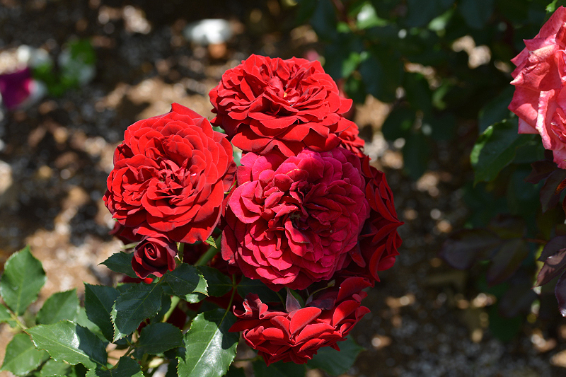 image0169