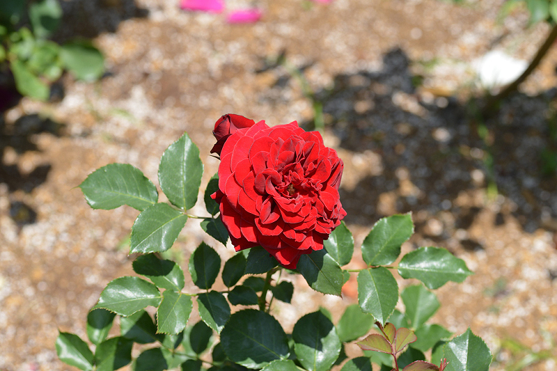 image0170