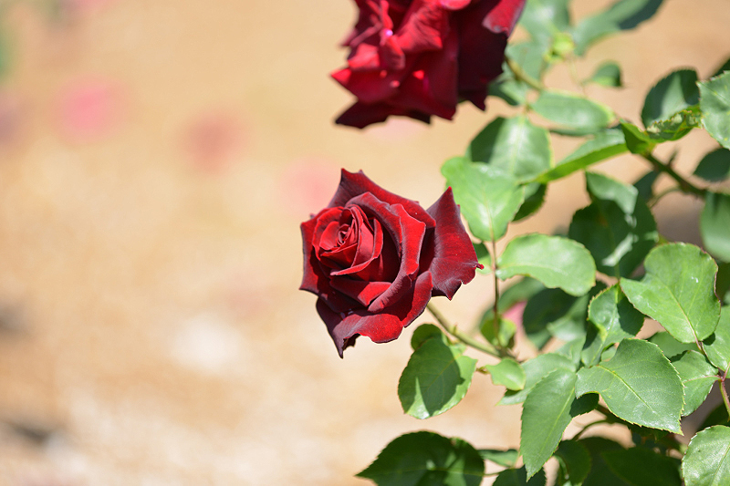 image0175