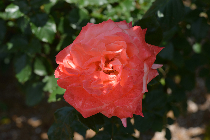 image0179