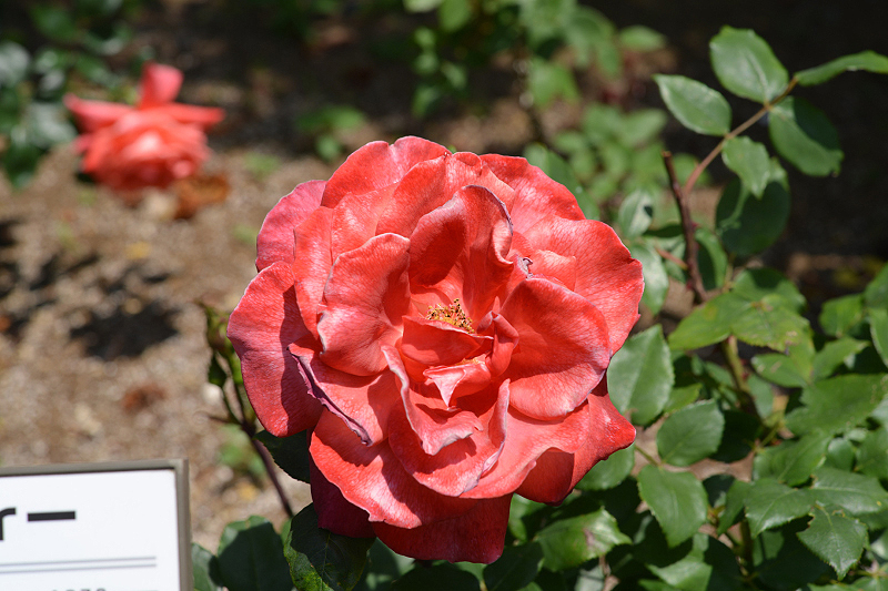 image0183