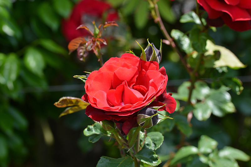 image0185