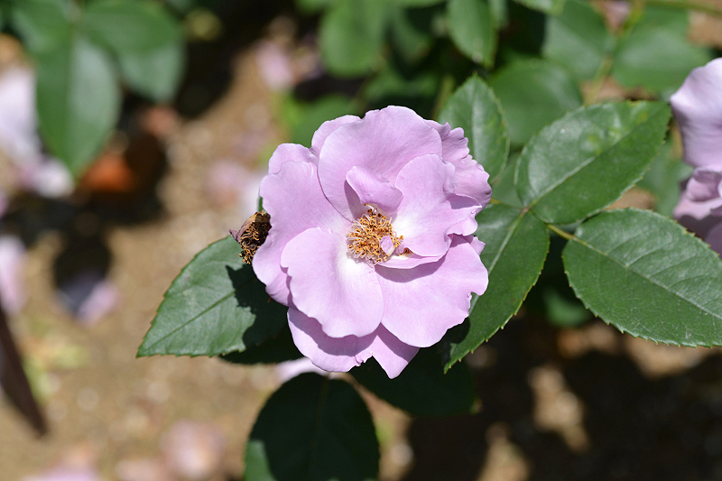 image0187