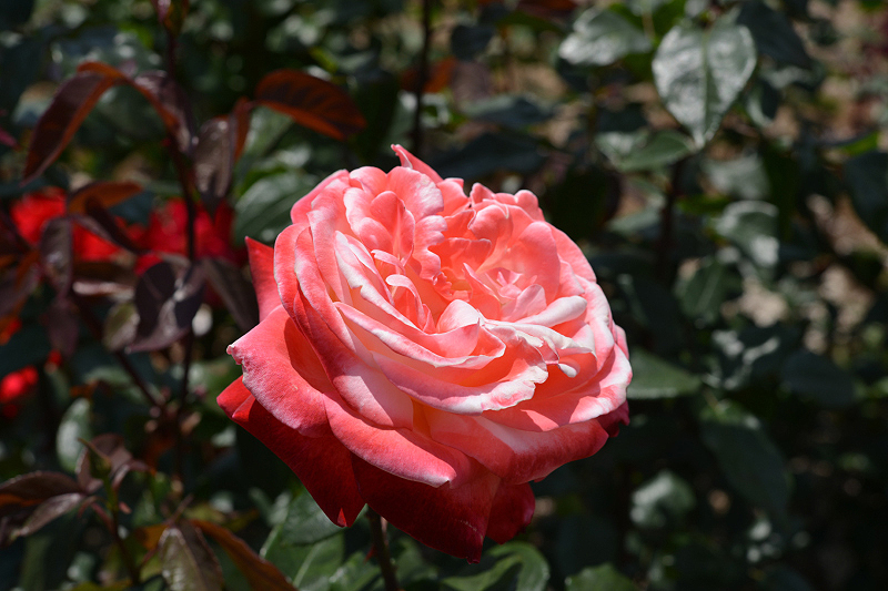 image0190