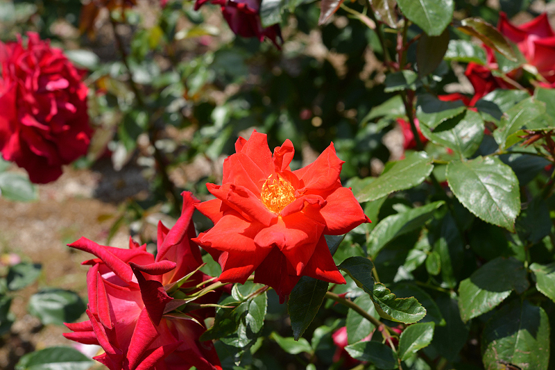 image0192
