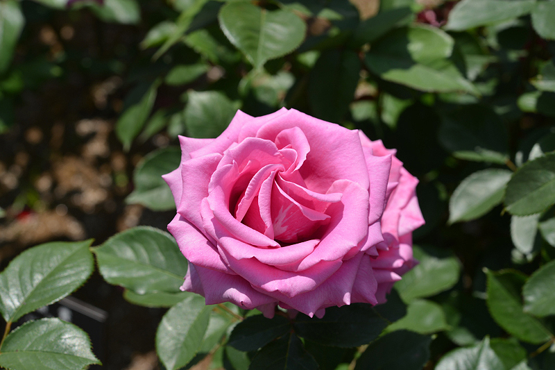 image0193