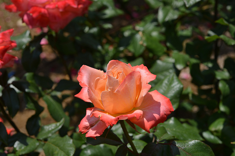 image0194