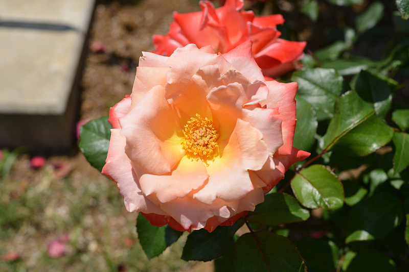 image0195