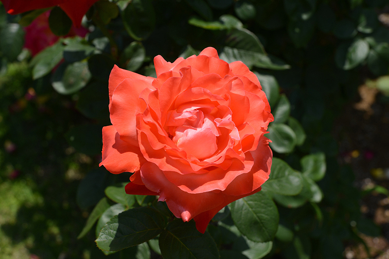 image0196