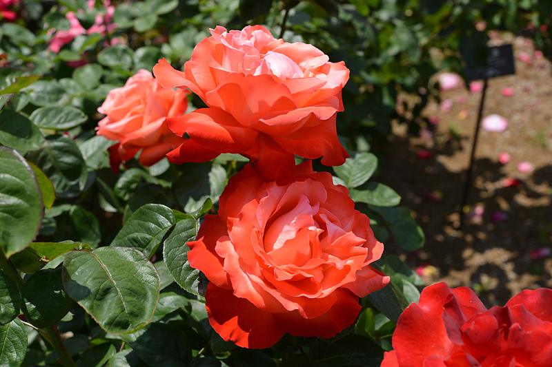 image0198