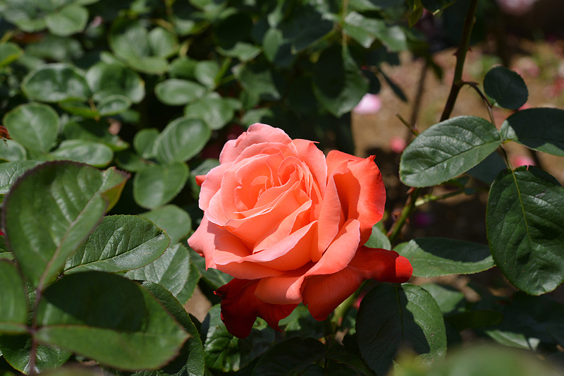 image0199