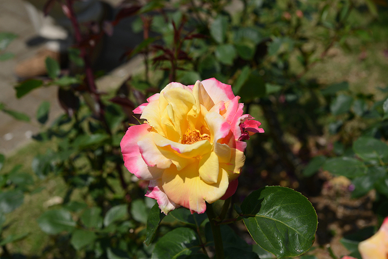 image0207