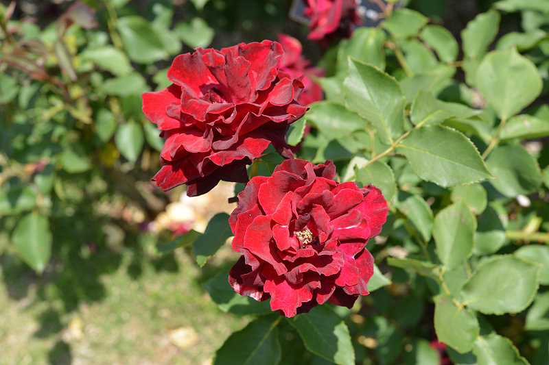 image0208