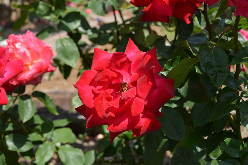 image0212