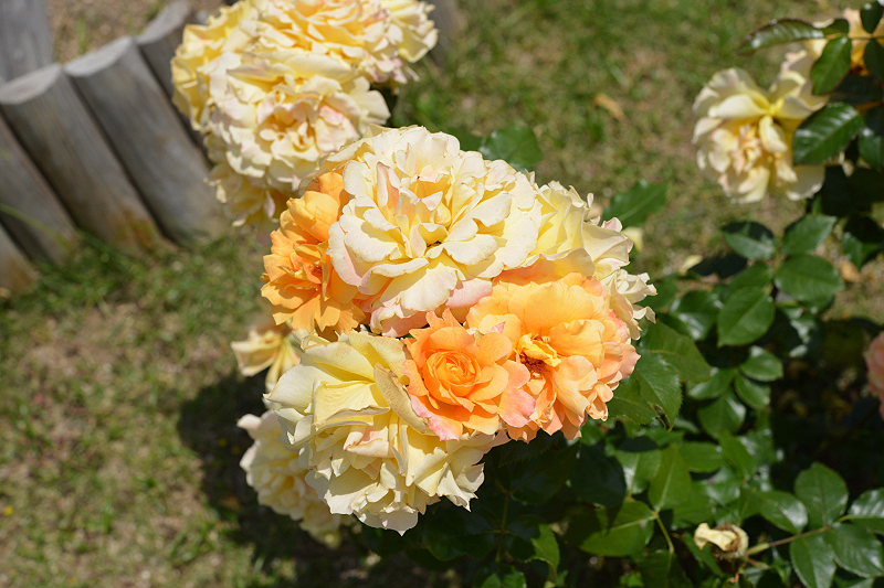 image0215