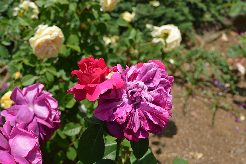 image0218