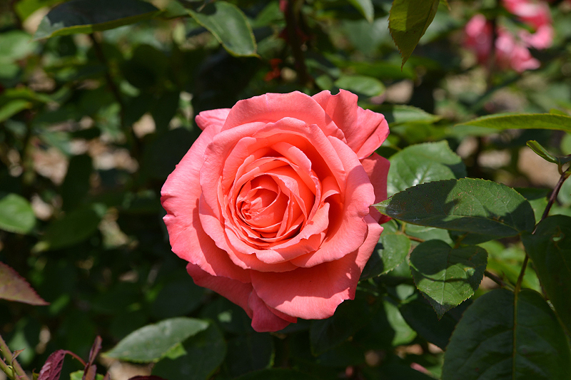 image0220